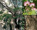 Rain Tree